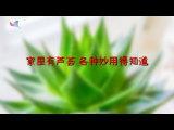 家裡有蘆薈，各種妙用得知道